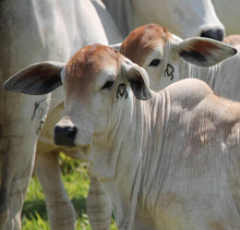 Load image into Gallery viewer, Bed & Breakfast