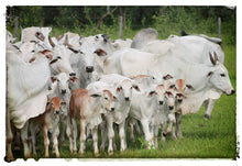 Load image into Gallery viewer, Bed & Breakfast